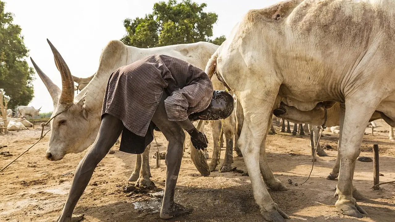 Suku Terpencil Ini Gunakan Air Kencing Sapi untuk Mandi