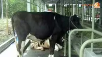 [VIDEO] Aih! Ada Sapi Syahrini dan Manohara
