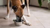 9 Tips to Boost Your Dog's Appetite