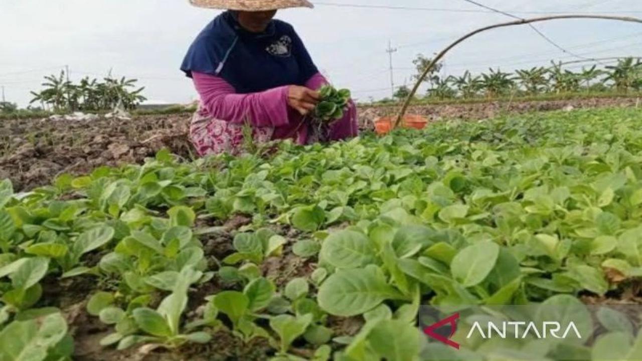 Bantuan Pupuk Petani Tembakau Pamekasan: Upaya Ringankan Beban Produksi
