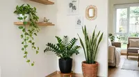 Tanaman Hias Daun yang Tetap Hidup Meski Ditinggal Liburan (AI Generated)