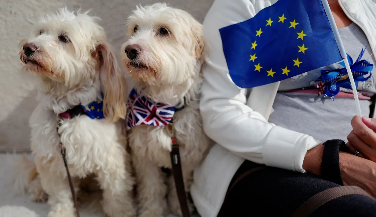 Pemilik anjing dan hewan peliharaan mereka berkumpul sebelum pawai anti-Brexit di London, Minggu (7/10).  Sekitar seribu anjing dan pemiliknya menuntut Brexit diakhiri melalui pemungutan suara kedua. (AFP/Tolga AKMEN)