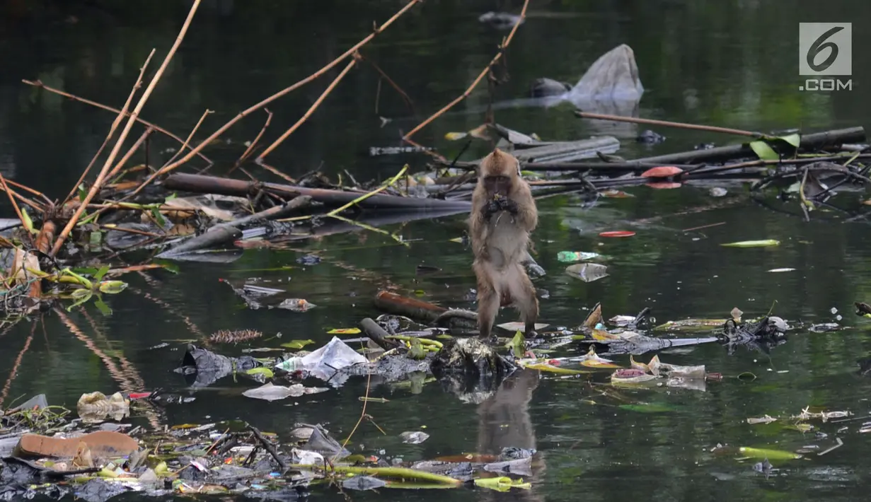 Monyet ekor panjang ilar menikmati makanan hutan Taman Marga Satwa Muara Angke, Jakarta,Sabtu (19/1). Kawasan lahan basah yang masih tersisa dengan potensi alam yang cukup tinggi adalah Kawasan Hutan Angke Kapuk. (Merdeka.com/Imam Buhori)