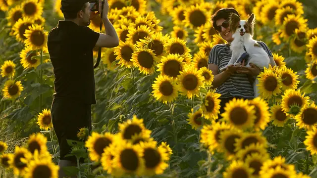 Mengunjungi Ladang Bunga Matahari di Kansas