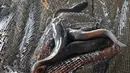 Beberapa ekor lele diangkat dari kolam di Kolong Tol Becakayu, Kalimalang, Jakarta Timur, Selasa (2/2/2021). Hasil budidaya tersebut dijual kepada warga dengan harga Rp 25 ribu per kilogram. (Liputan6.com/Herman Zakharia)