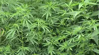 Penanam 3 Batang Ganja Divonis 4 Tahun Penjara