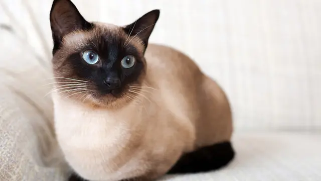 Ilustrasi kucing/Shutterstock.