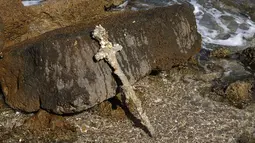 Sebuah pedang berusia 900 tahun yang diyakini milik seorang tentara salib di Caesarea, Israel, setelah ditemukan oleh penyelam lokal, pada 19 Oktober 2021. Pedang yang memiliki gagang unik tersebut sudah diliputi organisme laut. (JACK GUEZ / AFP)