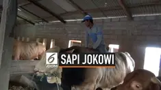 Presiden Jokowi membeli  2 ekor sapi untuk kurban dari peternak di Boyolali Jawa Tengah. Sapi-sapi ini akan dipotong pada Hari Raya Kurban di Mesjid Agung Solo dan Mesjid Mangkunegaran Solo Jawa Tengah.