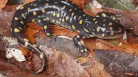 Ilustrasi salamander (iStock)