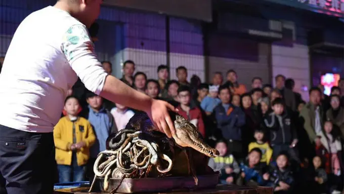 Waw! Buaya Mati di China Bisa Dijadikan Obat Mujarab 