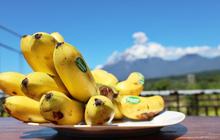 FAO Dorong Pengembangan Pisang Kirana Lumajang dengan Teknologi Canggih GIES