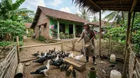Cara Budidaya Entok untuk Ibu Rumah Tangga di Desa, Raup Untung dari Pekarangan