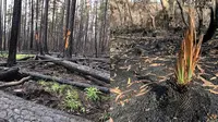 Foto Tumbuhan Hidup di Hutan Sisa Kebakaran Australia (sumber: worldofbuzz)