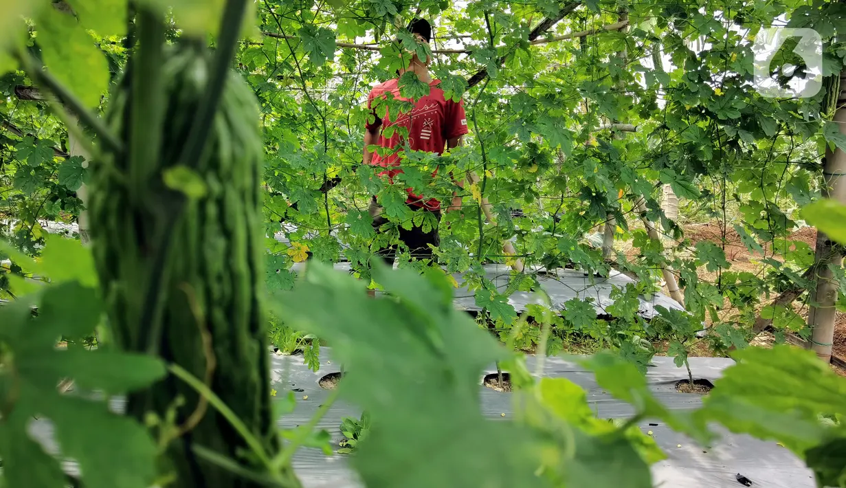 Buah pare yang siap dipanen di lahan milik Yoga (29) di Desa Nagrak, Sukaraja, Bogor, Minggu (18/9/2022). Yoga mengubah lahannya untuk menanam pare guna membantu kebutuhan kuliah sang adik. (Liputan6.com/Johan Tallo)