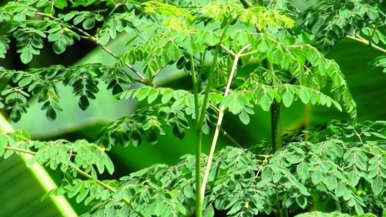 Jenis Tanaman Kebun Mini yang Sebaiknya Tidak Ditanam Dekat Rumah (Foto: Reve Art AI)