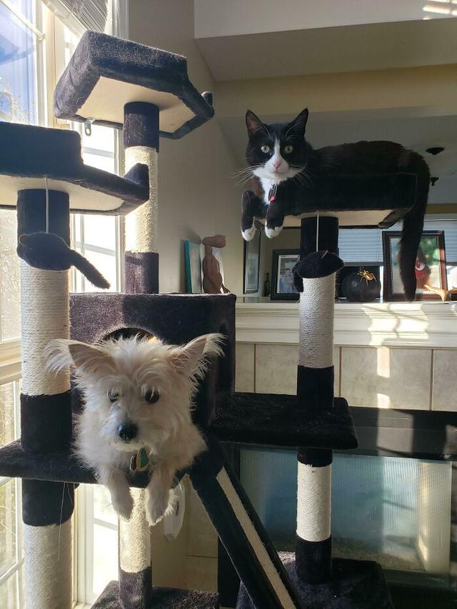 Kocak, 7 Potret Anjing Meniru Tingkah Kucing