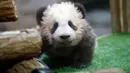 Ekspresi anak panda berusia 4 bulan bernama "Yuan Meng" saat Upacara pemberian nama untuknya di Kebun Binatang Beauval, Prancis (4/11). Yuan Meng memiliki arti "realisasi sebuah harapan" atau "pencapaian mimpi". (AP Photo/Thibault Camus, Pool)