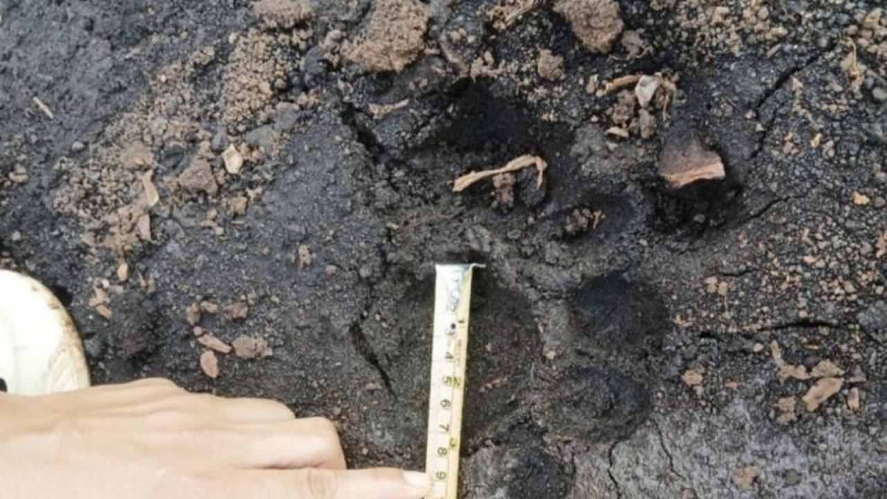 BBKSDA Riau Temukan Jejak Harimau Sumatra di Siak Usai Laporan Warga