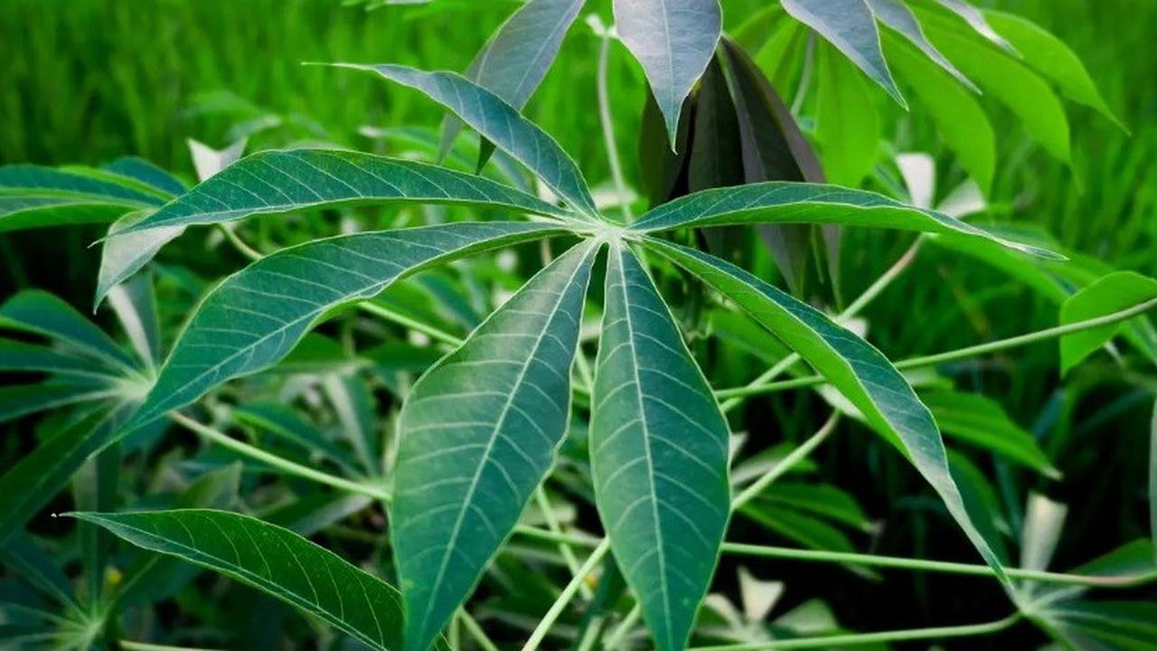 Apakah Daun Singkong Menyebabkan Darah Tinggi? Ketahui Fakta dan Mitosnya Seputar Konsumsi Daun Singkong