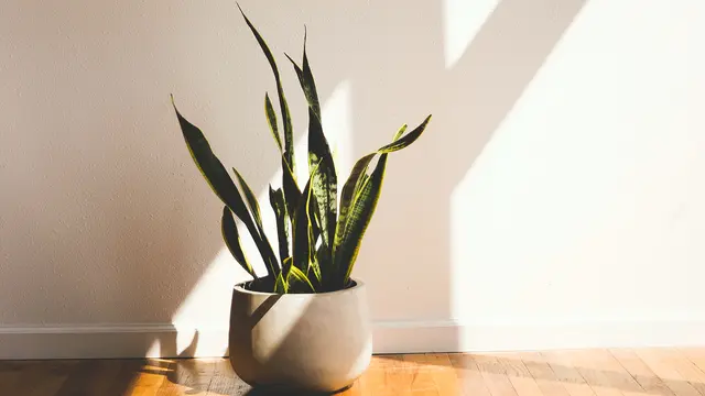 Ilustrasi Tanaman Lidah Mertua