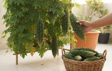 Cara Menanam Pare Rambat di Teras Rumah agar Lebih Rapi dan Mudah Dirawat