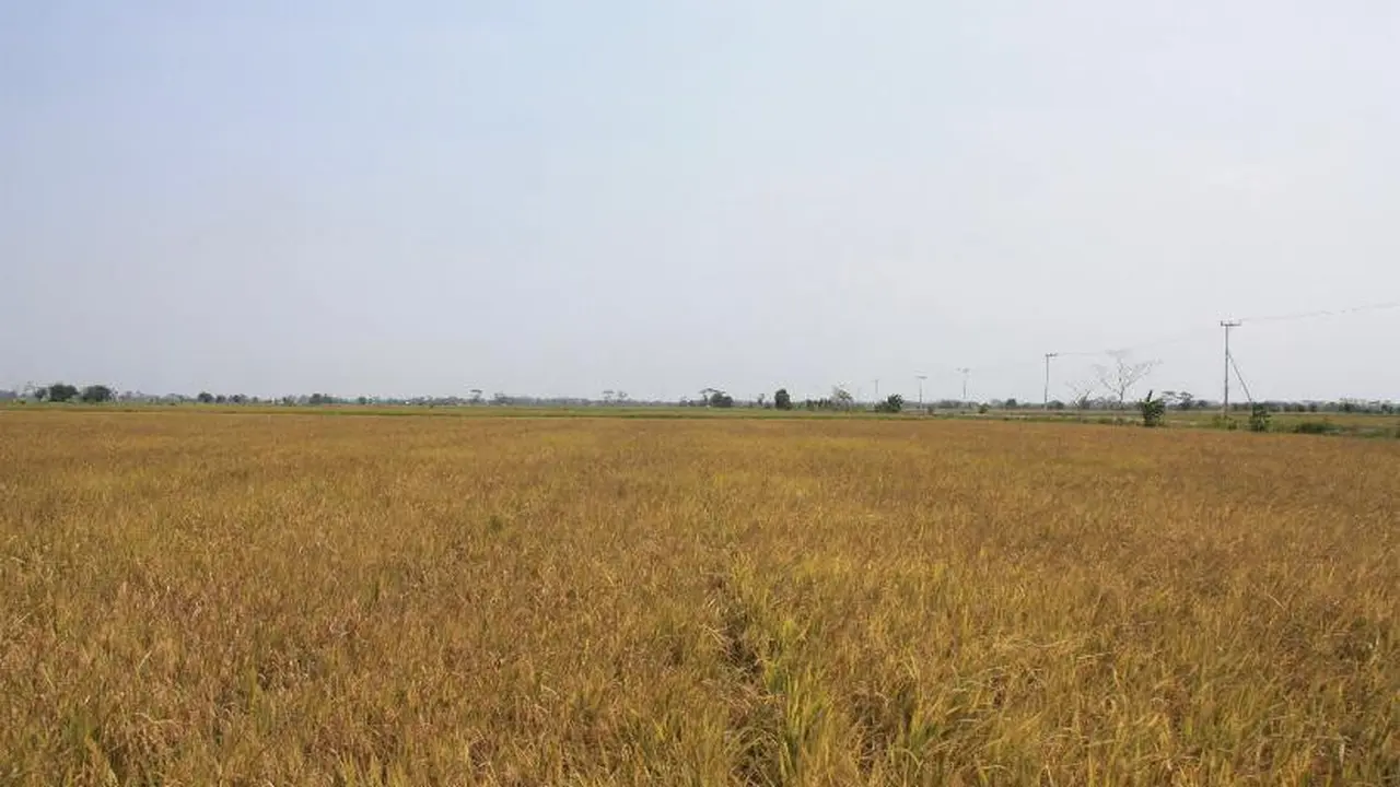 DPR RI Kunjungan Ke Food Estate Kalteng, Ini yang Disampaikan oleh Petani