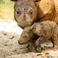 Anak badak sumatera lahir dari induk badak bernama Ratu di Taman Nasional Way Kambas pada 30 September 2023. (dok. Biro Humas KLHK)
