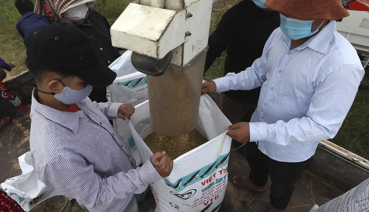 Petani mengisi karung dengan beras dari mesin perontok saat musim panen padi di desa Samroang Tiev, di luar Phnom Penh, Kamboja, Rabu (27/10/2021). Warga Kamboja mulai memanen padi di akhir musim hujan. (AP Photo/Heng Sinith)