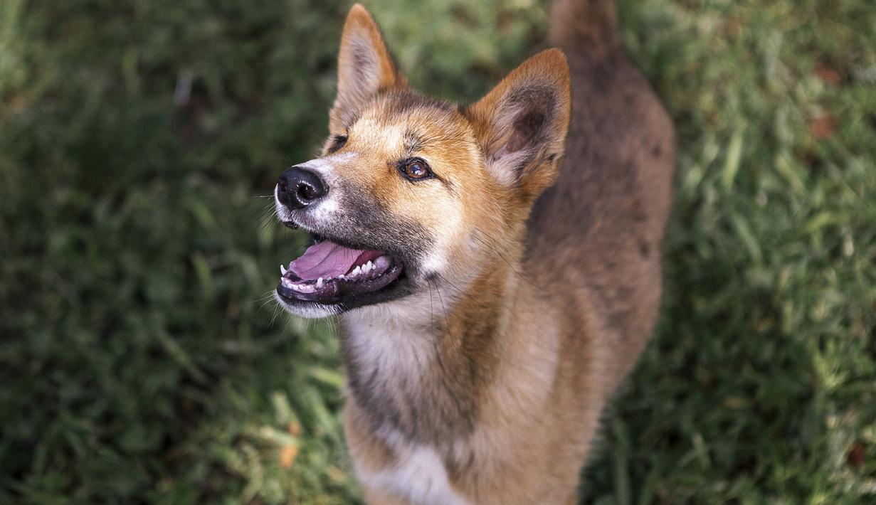 Seekor anjing dingo bernama Wandi di Yayasan Dingo Australia, dekat Melbourne, Rabu (6/11/2019). Yayasan tersebut mengungkap bayi dingo itu menderita luka-luka yang mengindikasikan dia telah ditangkap dari sarangnya oleh seekor elang. (Shari TRIMBLE/Australian Dingo Foundation/AFP)