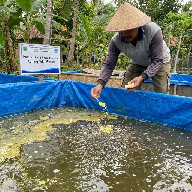 Memberi makan ikan dengan kuning telur rebus (Foto: AI)
