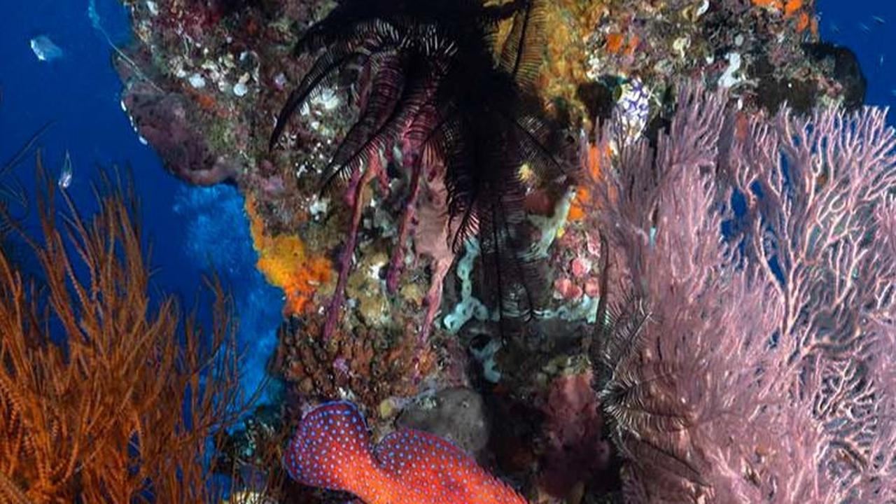 Tak hanya gugusan pulau berpadu laut biru yang memesona, Raja Ampat juga memiliki surga bawah laut yang luar biasa indah. Lillian Suwanrumpha / AFP