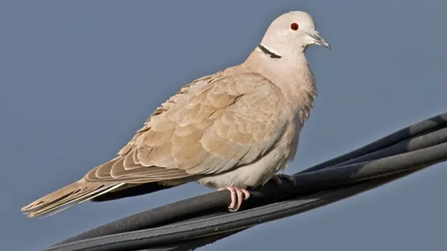 Foto: Copyright Wikimedia