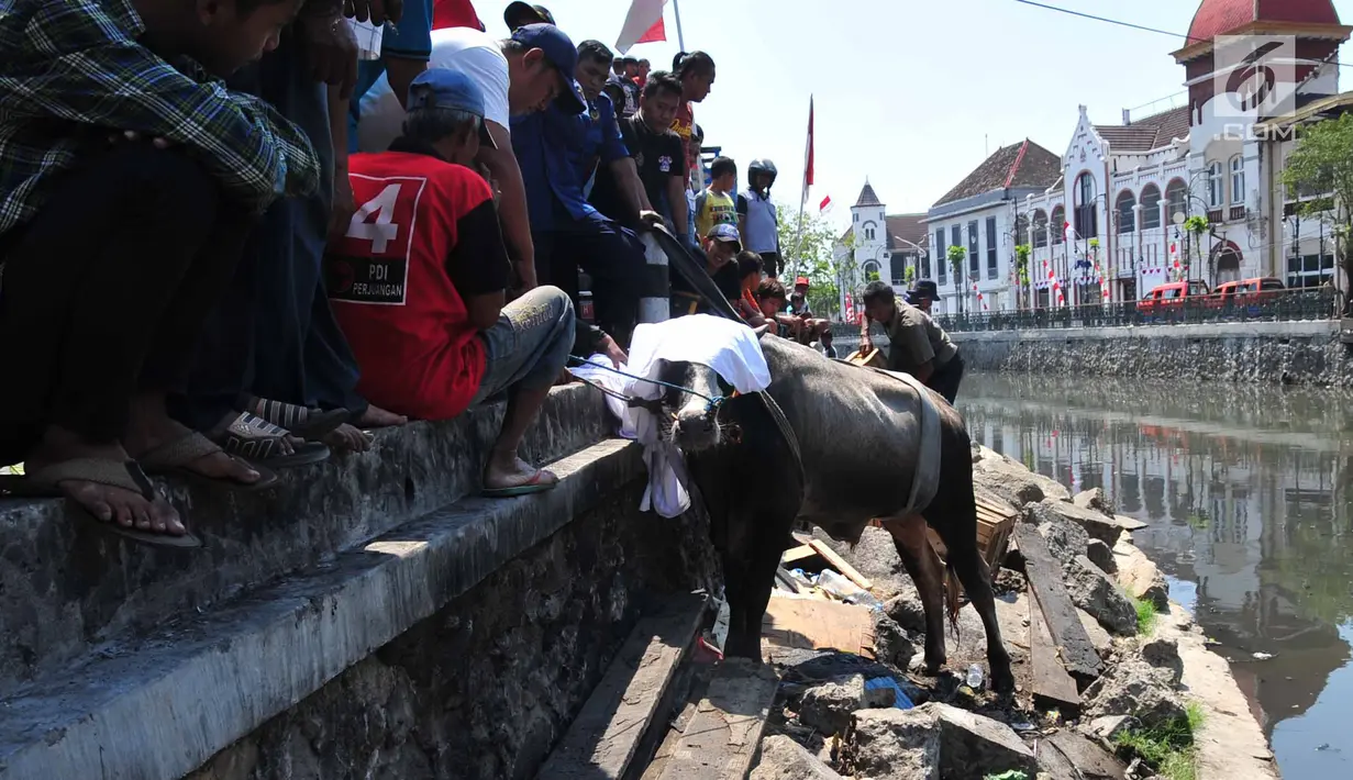 Petugas pemadam kebakaran bersama warga mengevakuasi seekor sapi yang tercebur ke Kali Mberok, Kota Semarang, Sabtu (10/8/2019). Sebelum tercebut ke sungai, sapi hendak diserahkan ke musala tersebut sempat menabrak sejumlah motor warga. (Lipuan6.com/Gholib)