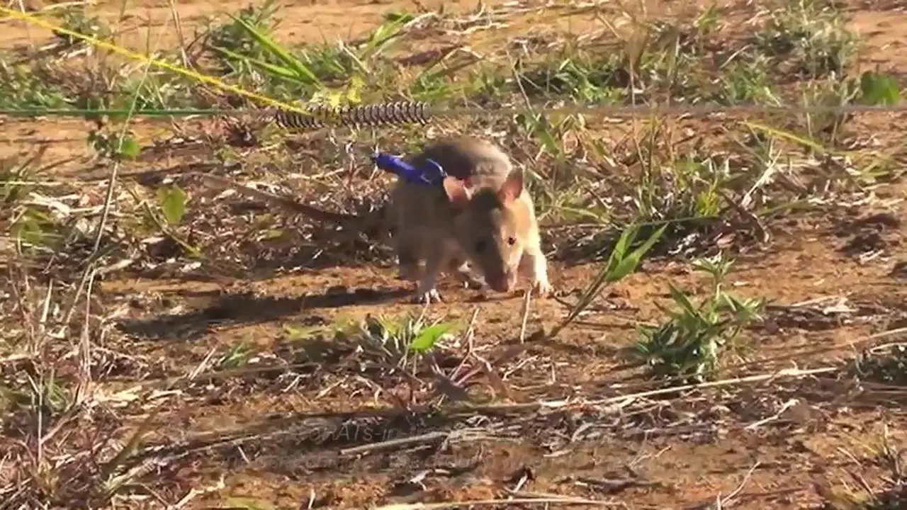 Wow, Tikus Rabun Ini Jagoan Mencari Ranjau 