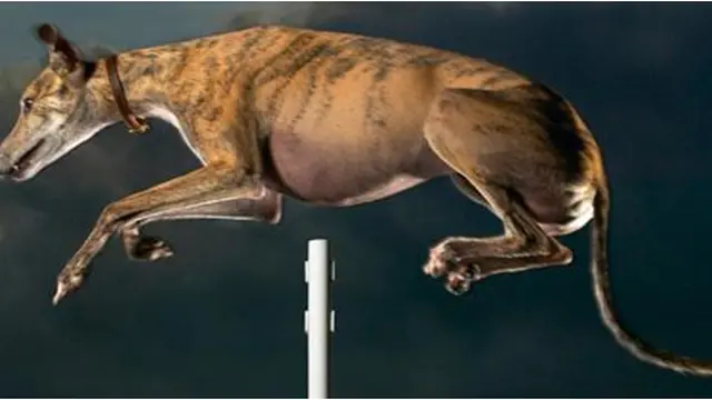 Courtesy Guiness World Record