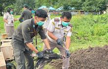 Karantina Sulut dan Ditpolairud Musnahkan Ratusan Ayam Ilegal Filipina, Cegah Flu Burung