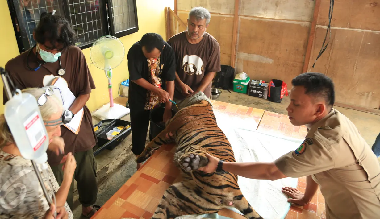 Harimau Sumatera saat akan menjalani operasi di Taman Nasional Batang Gadis, Sumut, Senin (30/11/2015). Harimau tersebut harus menjalani operasi karena kakinya terluka dan membusuk akibat terkena perangkap Rusa. (Foto: Ori Kakigunung)