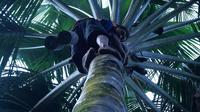 Para penderes nira bertaruh nyawa memanjat kelapa (Liputan6.com / Aris Andrianto)