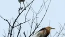 Dua ekor burung hinggap di pohon Hutan Lindung Angke Kapuk Jakarta, Sabtu (19/1). Jakarta yang memiliki hutan lindung di kawasan Angke Kapuk menarik para komunitas pemerhati burung untuk melakukan kegiatan pemantauan. (Liputan6.com/Fery Pradolo)
