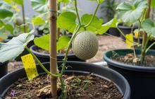 10 Penyebab Tanaman Melon Banyak Daun tetapi Sulit Menghasilkan Buah