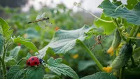 Cara Merekayasa Ekosistem Kebun agar Bebas Hama, 7 Langkah Organik & Berkelanjutan
