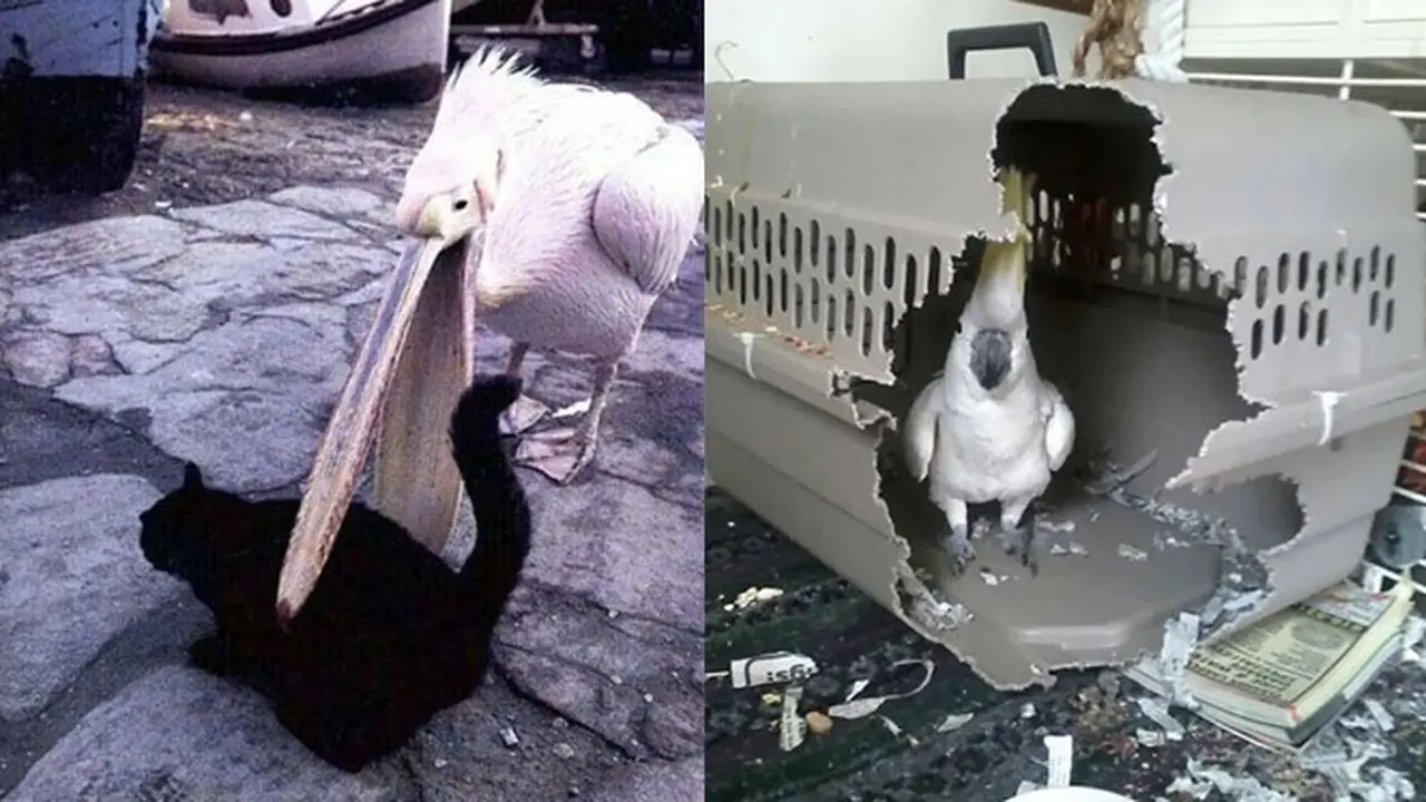 Tingkah 7 Burung Ini Sukses Bikin Gemas Sekaligus Geleng Kepala