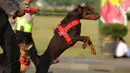Satwa anjing K9 mengikuti apel gabungan Penyelenggara Pemilu 2019 di Lapangan Monas, Selasa (18/9). Apel yang diikuti 3.000 personel TNI Polri itu dipimpin Kapolri Jenderal Tito Karnavian dan Panglima TNI Marsekal Hadi Tjahjanto. (Merdeka.com/Imam Buhori)
