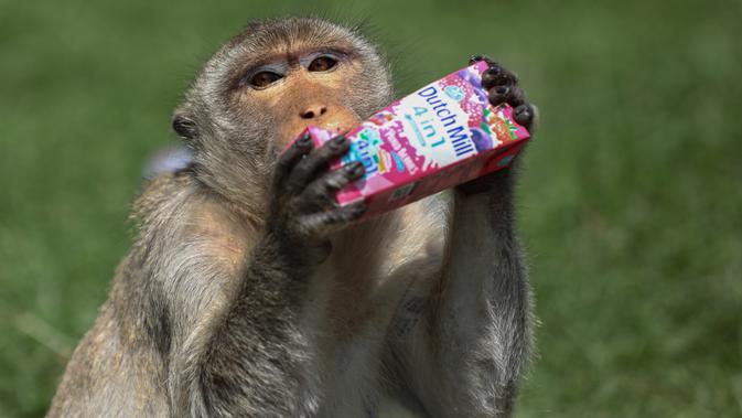 Seekor monyet minum dari sekotak susu rasa depan kuil Prang Sam Yod selama Festival Prasmanan Monyet tahunan di Lopburi, Bangkok, Thailand, Minggu (29/11/2020). Festival tersebut untuk mengucapkan rasa terima kasih kepada monyet yang telah menarik banyak wisatawan ke deerah itu. (Jack TAYLOR/AFP)