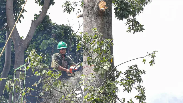 Antisipasi Pohon Tumbang Akibat Cuaca Buruk