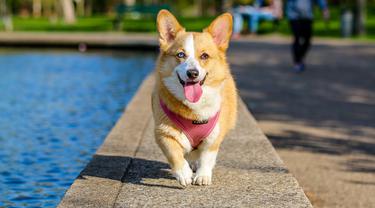 Suka Anjing Corgi Seperti Ini Kepribadianmu Lifestyle Fimela Com
