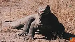 Citizen6, NTT: Selain kekayaan alam, di Nusa Tenggara Timur juga terdapat Pulau Komodo yang merupakan tempat pelestarian komodo. 