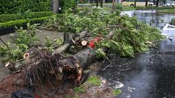 Sebuah pohon di pinggir jalan tumbang akibat angin kencang dari Topan Matmo yang melanda Taiwan, Rabu (23/7/14). (REUTERS/Pichi Chuang)
