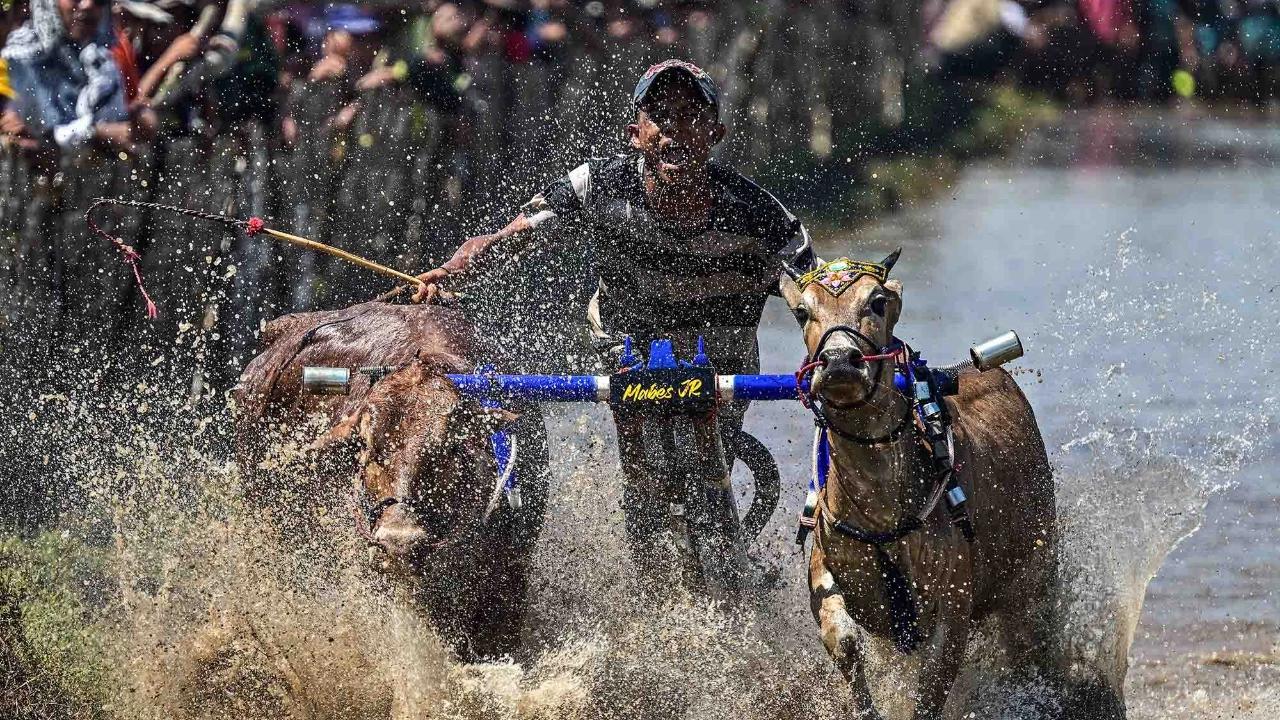 FOTO: Festival Sapeh Brujul  Tampilkan Karapan Sapi di Sawah Berlumpur
